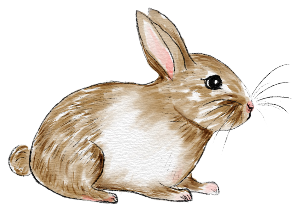 A brown rabbit