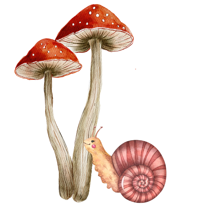 Two mushrooms and a snail